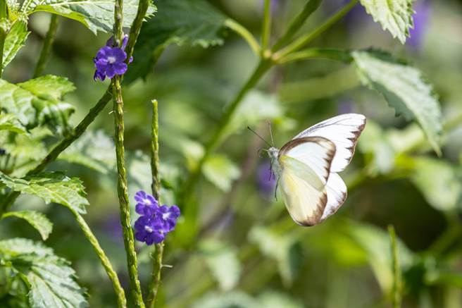 清华蝴蝶园的已再现蝶影，白色粉蝶姿态优雅地徘徊在蜜源植物紫花长穗木附近。（翻摄自清华脸书／陈育贤新竹传真）