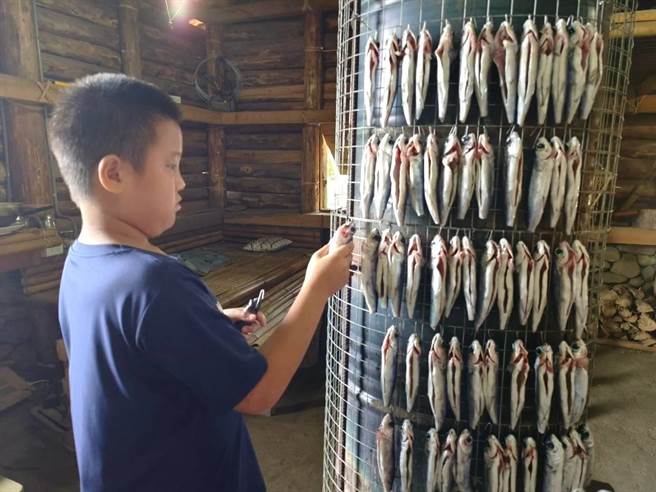 宜兰县东澳国小学生帮忙晒飞鱼。（东澳国小提供／吴佩蓉宜兰传真）