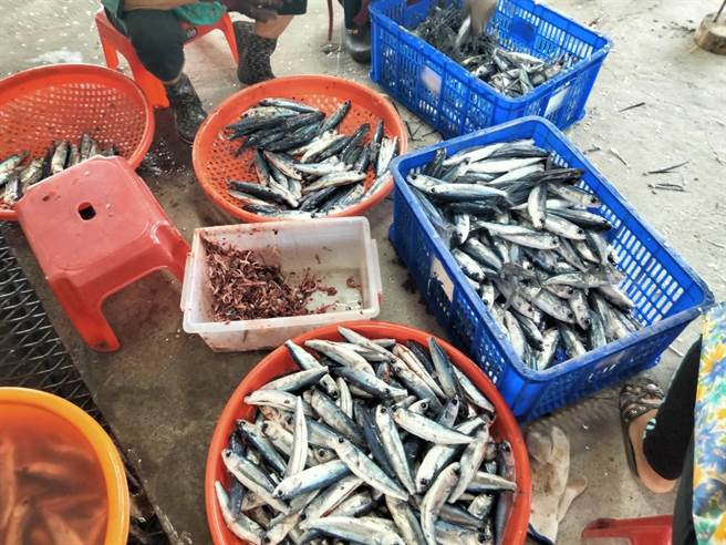 学校家长与社区志工每天到东澳粉鸟林渔港批货，挑选合适飞鱼载回学校厨房处理，之后上烤架熏烤，再后制包装。（东澳国小提供／吴佩蓉宜兰传真）