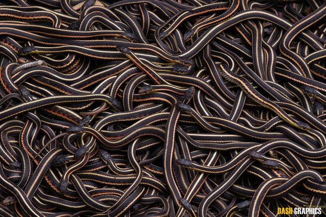 红边束带蛇形成1团又1团的「交配球」。（Dash Huang 授权提供／李京升苗栗传真）