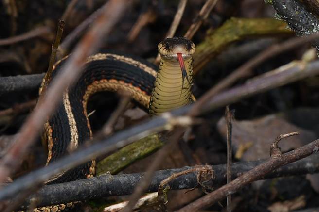 Dash Huang透过相机镜头捕捉红边束带蛇。（Dash Huang 授权提供／李京升苗栗传真）