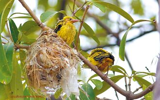 高市議會旁黃鸝築巢 鳥友守護防盜獵