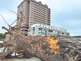 台東 飯店擴建剷除80年老樹 民眾怒提告