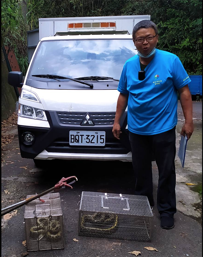 有民眾近期在中和近山郊区自家车库发现2条超过2公尺的蛇类，两条蛇的蛇身相当粗，由于大蛇不断窜逃，动保员拔河近1小时才将2蛇顺利围捕。（动保处提供）