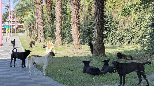 花莲太平洋公园、化仁海堤等处流浪犬出没频繁，数量不少。（王志伟摄）