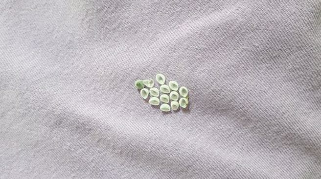 衣服上惊见14粒半圆，她吓到飙脏话。（图／翻摄自爆废公社）