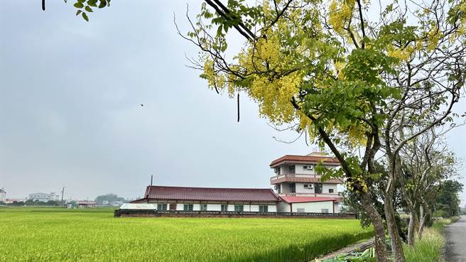 台南白河的南89线阿勃勒大道已陆续盛开，与一旁莲田、稻田相呼应。（张毓翎摄）