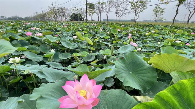 台南白河的南89线阿勃勒大道已陆续盛开，与一旁莲田、稻田相呼应。（张毓翎摄）