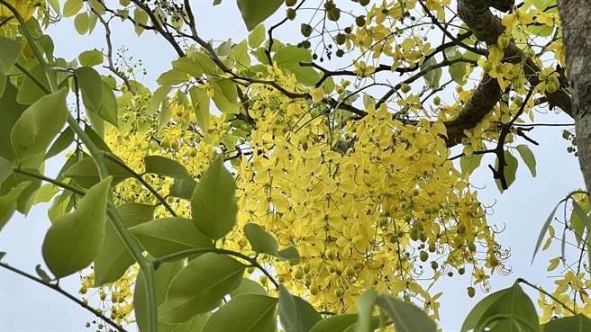 白河诏安厝南89线道路两边的阿勃勒，已绽放约2成。（张毓翎摄）