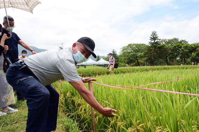 农民于屏科大农园实习场一同于田间水稻实验成果合影。(屏科大提供)