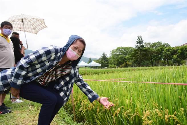 农民于屏科大农园实习场一同于田间水稻实验成果合影。(屏科大提供)