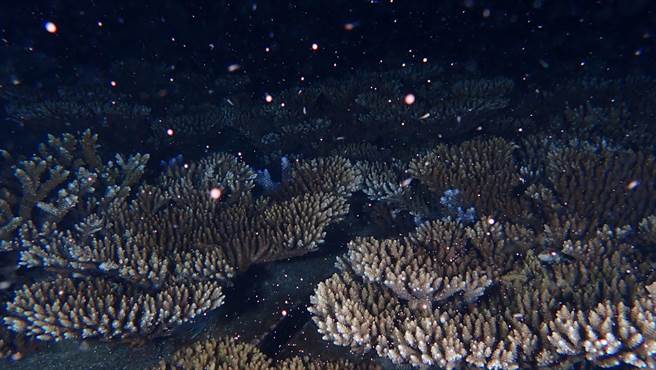 锁港杭湾海域首度纪录到集体产卵，如夜空下的点点繁星，也见证人工復育之珊瑚礁已有孕育下一代的能力。（澎湖县政府提供。许逸民／澎湖传真）
