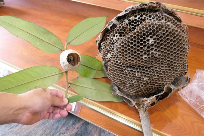 5、6月虎头蜂窝仅约1个橘子大（左），但很快就可能变成篮球大小（右）。（张朝欣摄）