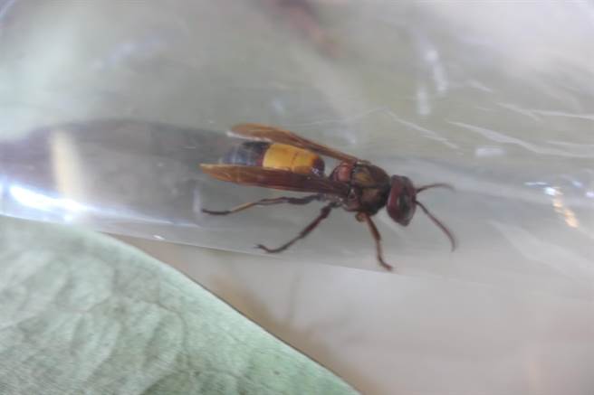 虎头蜂开始筑窝，女王蜂「个人工作室」危险性高。（张朝欣摄）