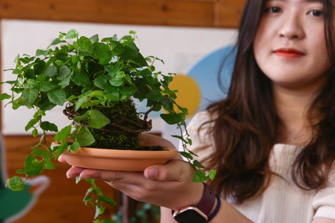 国立台湾史前文化博物馆经休馆整修5月重新开幕，16日举行记者会，现场展示台湾原生种植物「薜荔」，属常绿木质藤本，原产东亚温带至亚热带气候区。（邓博仁摄）