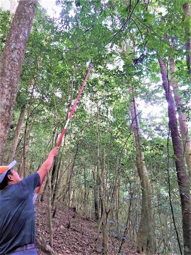 台湾山茶为林下经济品项之一，属台湾原生植物。（东势林区管理处提供／陈淑娥台中传真）