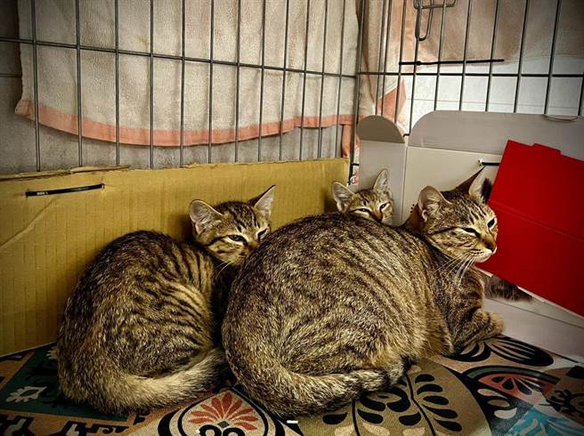 中和动物之家志工协助诱捕母猫及2只小猫。（新北市动保处提供）