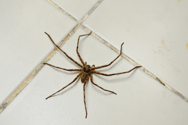 人妻抱怨老公看到厕所墙壁上有喇牙却躲得远远的，她只好挺着孕肚拿清洁用具将喇牙赶走。（示意图/shutterstock）