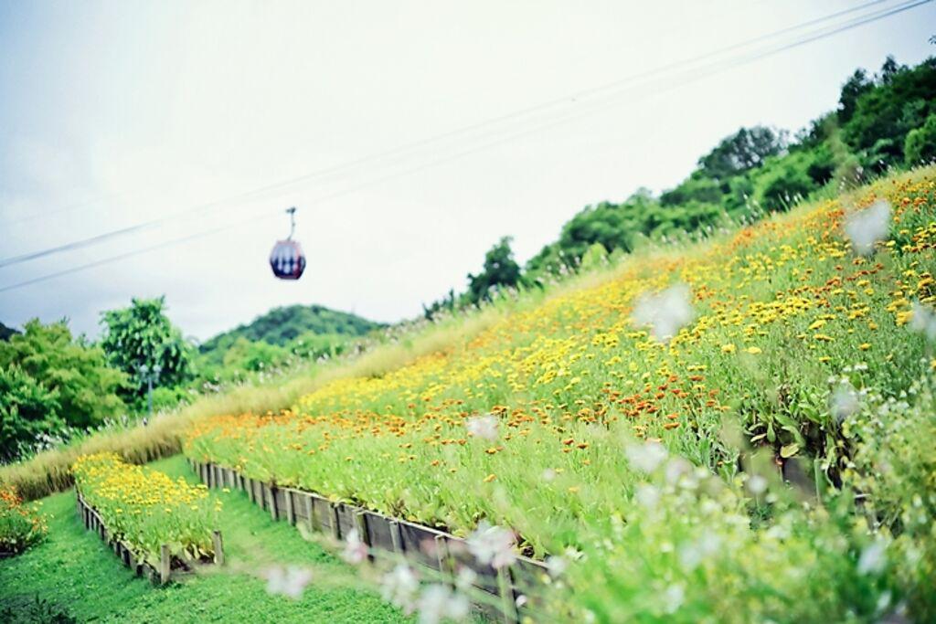 神戶布引香草園能欣賞黃色、橘色金盞花，一次收集2種品種的可愛樣貌。（圖／神戶Resort service株式會社）