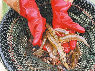 養殖水產保單 擬納午仔魚、白蝦