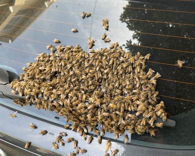 民眾将爱车停放在户外，隔一会儿来看，竟发现挡风玻璃被密密麻麻的蜜蜂「包围」。（读者提供／张毓翎台南传真）