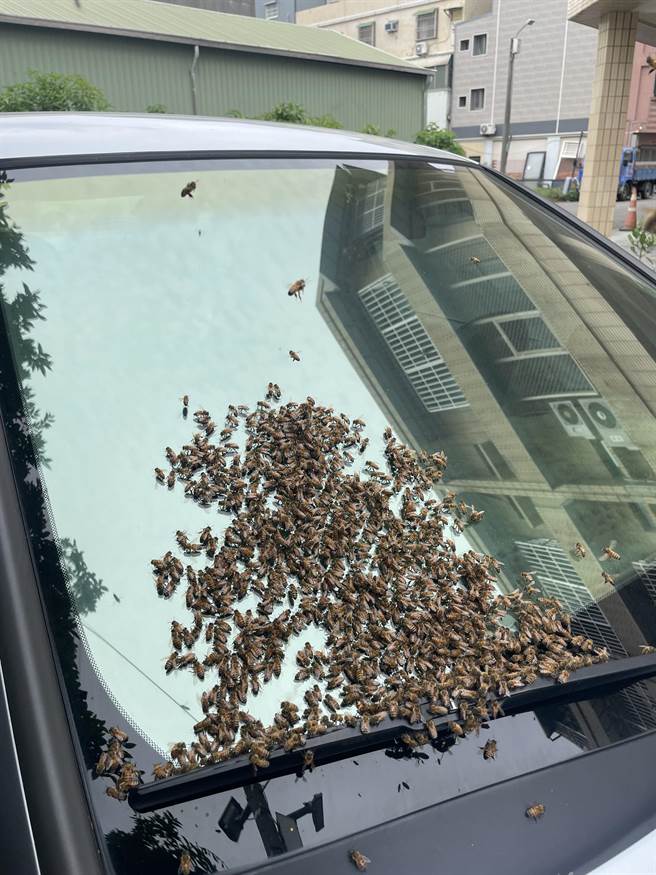 民眾将爱车停放在户外，隔一会儿来看，竟发现挡风玻璃被密密麻麻的蜜蜂「包围」。（读者提供／张毓翎台南传真）