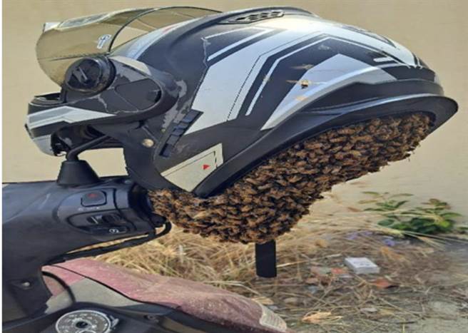 日前还有一名机车骑士把安全帽挂在后照镜上，结果没过多久，安全帽里面竟钻进一大批蜂群。（读者提供／张毓翎台南传真）