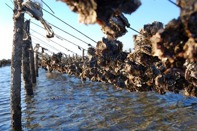 彰化海线风光-芳苑採蚵。　图：shutterstock／来源
