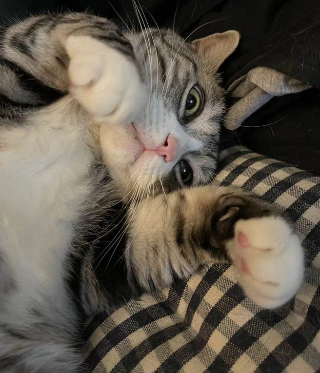 大陆年轻群体「更愿意选择花钱买服务」的消费习惯，与生活环境有关。许多养宠物人士会在旅行或出差期间，雇人「上门喂养」。（蓝孝威摄）