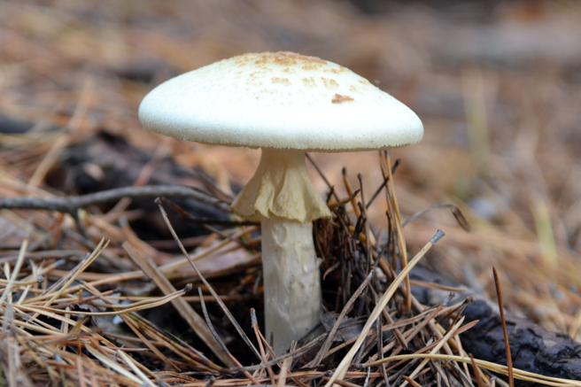 素称「死帽菇」的蕈类「鬼笔鹅膏」含有剧毒，外型与其他可食用菇类相似，世界各地不时传出误食事件。（图／Shutterstock）