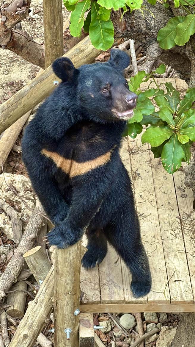 寿山动物园的黑熊「波比」立姿萌样。（高市观光局提供）