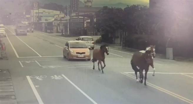 三匹马在光华路上狂奔，路人傻眼！（翻摄画面／王志伟花莲传真）