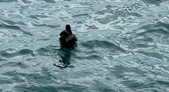 灰水薙像鸭子般在海面上游泳。（刘姓导游提供。许逸民／澎湖传真）