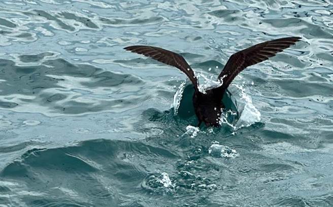 灰水薙能潜入海中觅食。（刘姓导游提供、许逸民／澎湖传真）