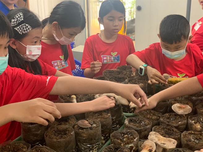 桃园市观音区农会前进校园推广食农教育，带领学童成为「养菇小达人」。（观音区农会提供／蔡明亘桃园传真）