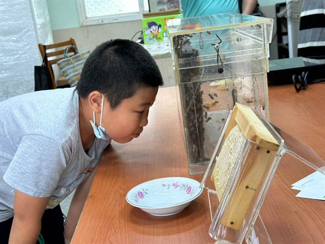 桃园市观音区农会前进校园推广食农教育，介绍蜜蜂生态。（观音区农会提供／蔡明亘桃园传真）