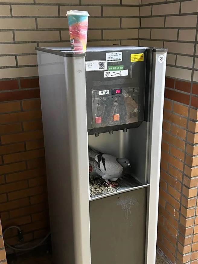 东华大学常见鸽群，鸽子飞到校区饮水机筑巢「下蛋」。（翻摄Dcard东华大学版）