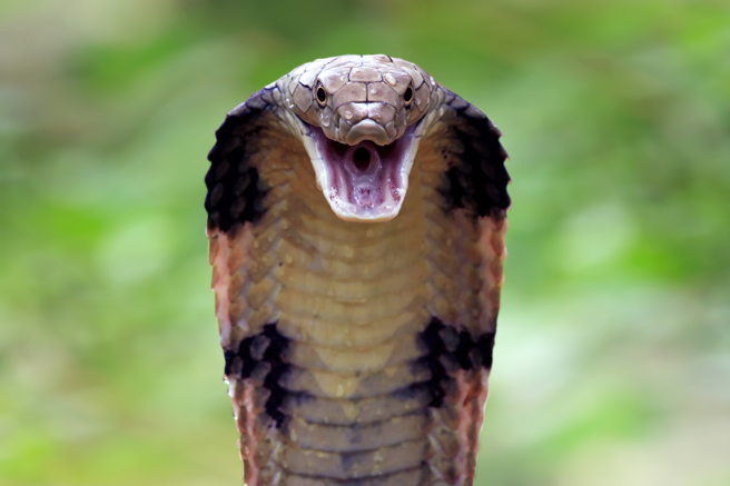 新北市树林区太平路247巷口近期出现一只粗大眼镜蛇，目测长约1米多，有路人见状拍下上传网路。（示意图／达志影像）