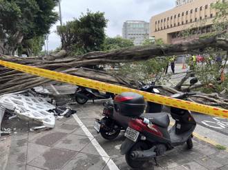 北市博愛特區路樹倒塌   重慶南路2車道受阻