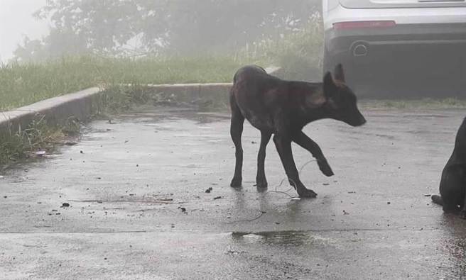 武陵雪山登山口有只黑狗误中陷阱被钢绳缠住脚，忍痛在寒风细雨中用三只脚跳来跳去。（民眾提供）
