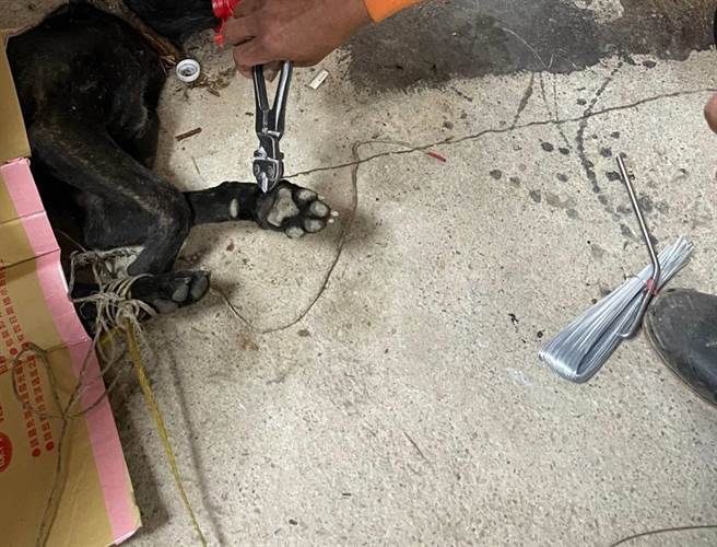 武陵雪山登山口有只黑狗误中陷阱被钢绳缠住脚，工人昨晚顺利将钢绳剪开。（警方提供）