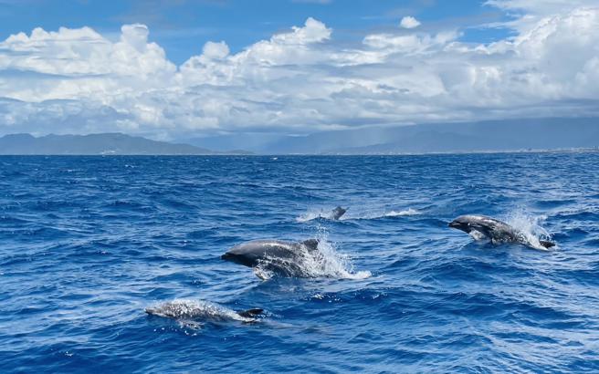 赏鲸产业的永续发展与鲸豚保育关系密切，海保署推动相关业者加入友善海洋伙伴，共同合作宣导海洋保育观念，让友善海洋成为全民共识。（海洋保育署提供）