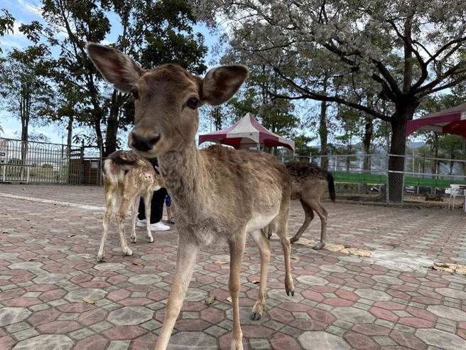 梅花鹿示意照，非当事梅花鹿。（蔡旻妤摄）