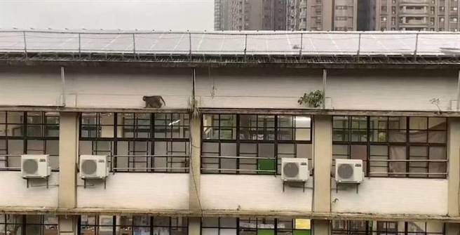 基隆市建德国小19日上午遭台湾猕猴闯入，在校园「逛大街」。同学笑说这只猕猴很上进，会定期来「上课」。（建德国小老师提供／徐佑升基隆传真）