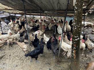 新北新店破獲非法養禽場 養逾千隻雞鴨 最高罰330萬