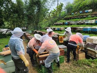 世界蜜蜂日推廣養蜂教育 平溪紫東社區維護生態養蜂採蜜