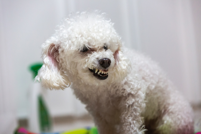 大陆一只贵宾狗被带去动绝育手术，牠从此记恨宠物店老板，每天都会跑到店门口狂吠。(示意图/达志影像)