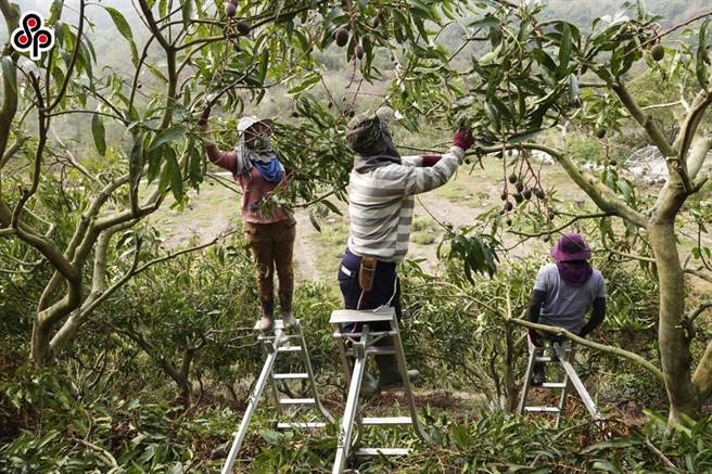 有失联移工钻漏洞，失联后每天依旧打电话与雇主联繫、却未提供地点，导致明明旷职失联，却无法通报，甚至有不肖仲介以此方法引诱移工打黑工。（报系资料照）