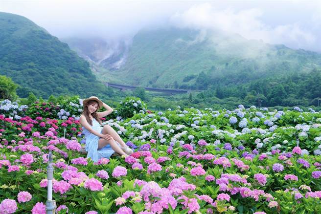 2023绣球花季今起登场，竹子湖农友们打造7处别出心裁的绣球花地景花艺设计。（北市产发局提供／张芷瑜台北传真）