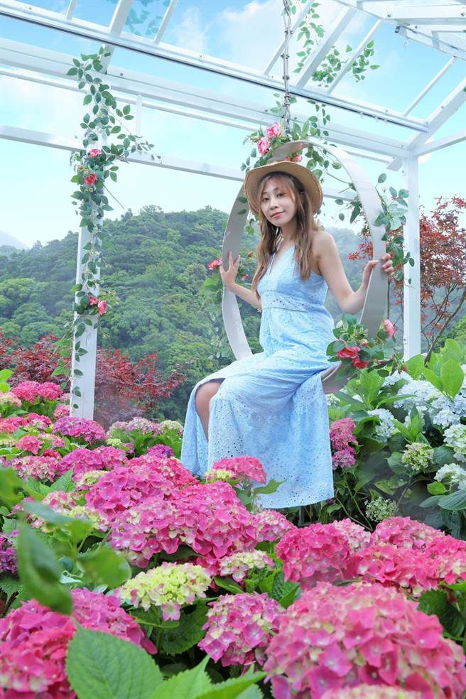 2023绣球花季今起登场，打造花海中的秋千。（北市产发局提供／张芷瑜台北传真）